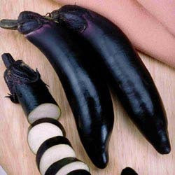 EGGPLANT ICHIBAN - 4'' POT