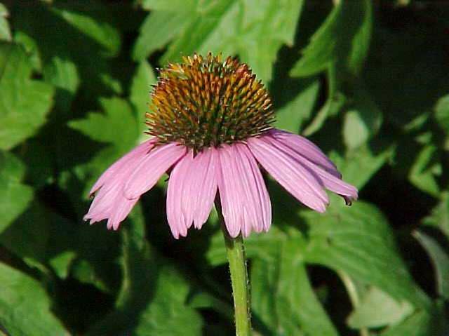 ECHINACEA PURPUREA 'MAGNUS'