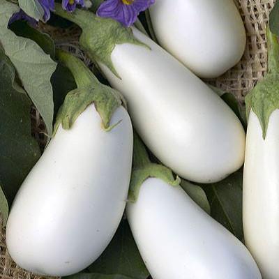 EGGPLANT WHITE STAR - FLAT OF 32 PLANTS