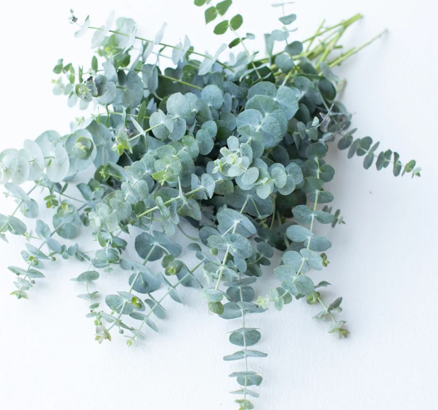 EUCALYPTUS BABY BLUE - 4'' POT