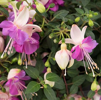 FUCHSIA ARETES RIO GRANDE