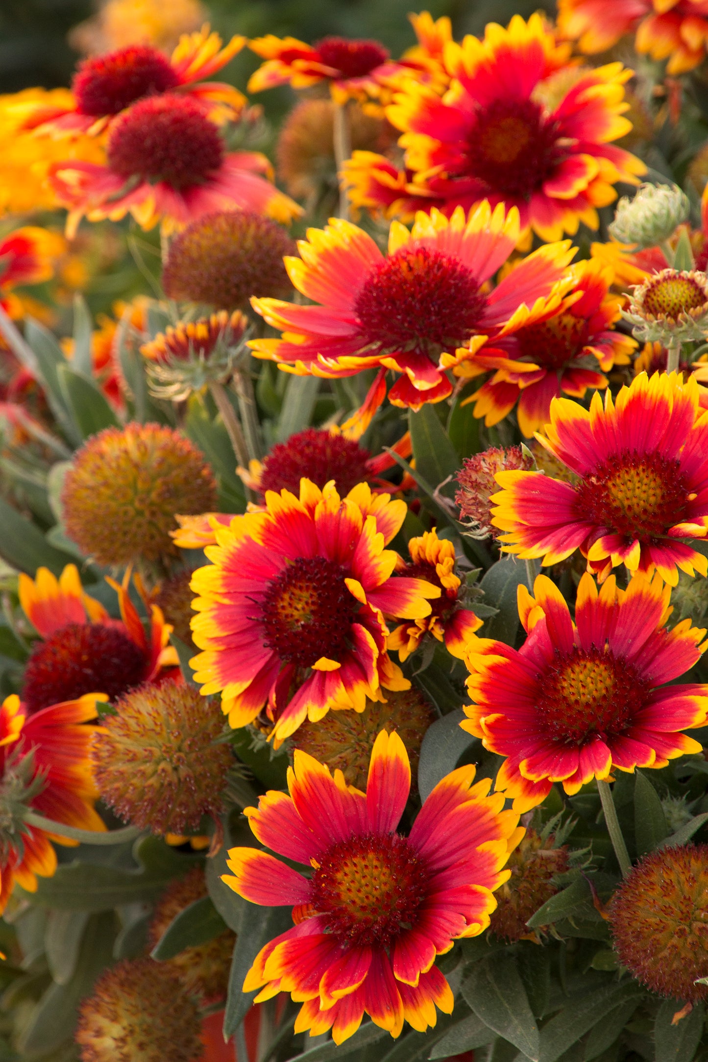 Gaillardia 'Arizona Sun'