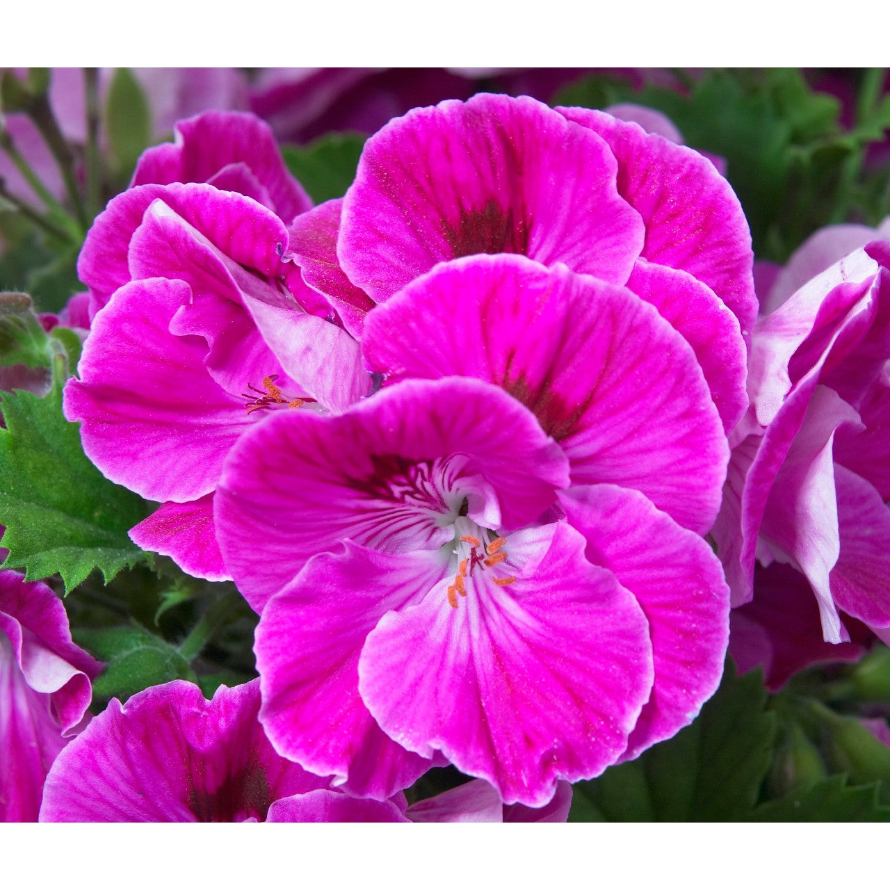 GERANIUM MARTHA WASHINGTON ELEGANCE LILAC SACHET
