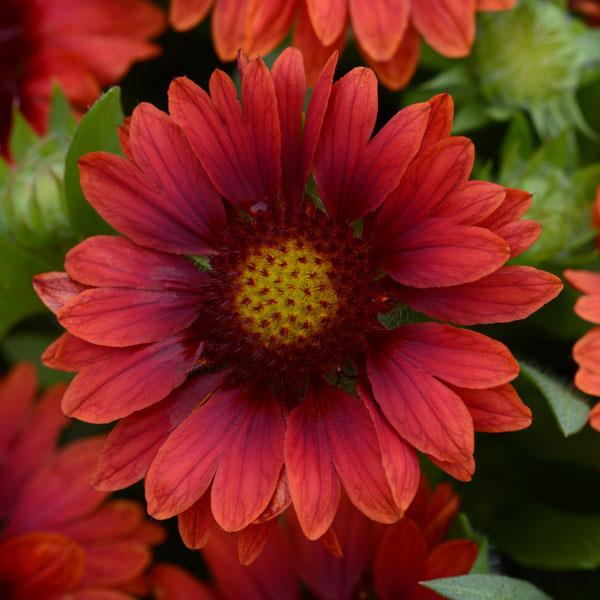 Gaillardia 'Mesa Red'