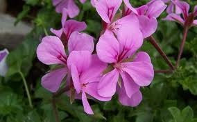 GERANIUM CALLIENTE LAVENDER