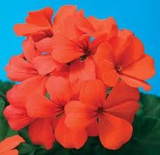 GERANIUM CALLIENTE ORANGE