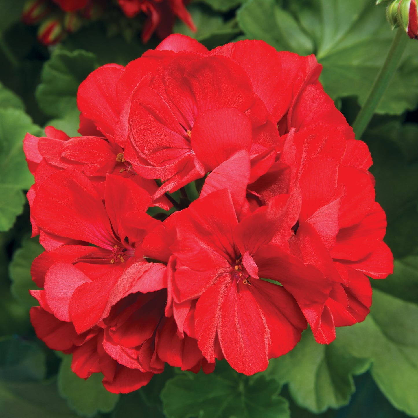 GERANIUM CALLIOPE MEDIUM DARK RED - 8" POT