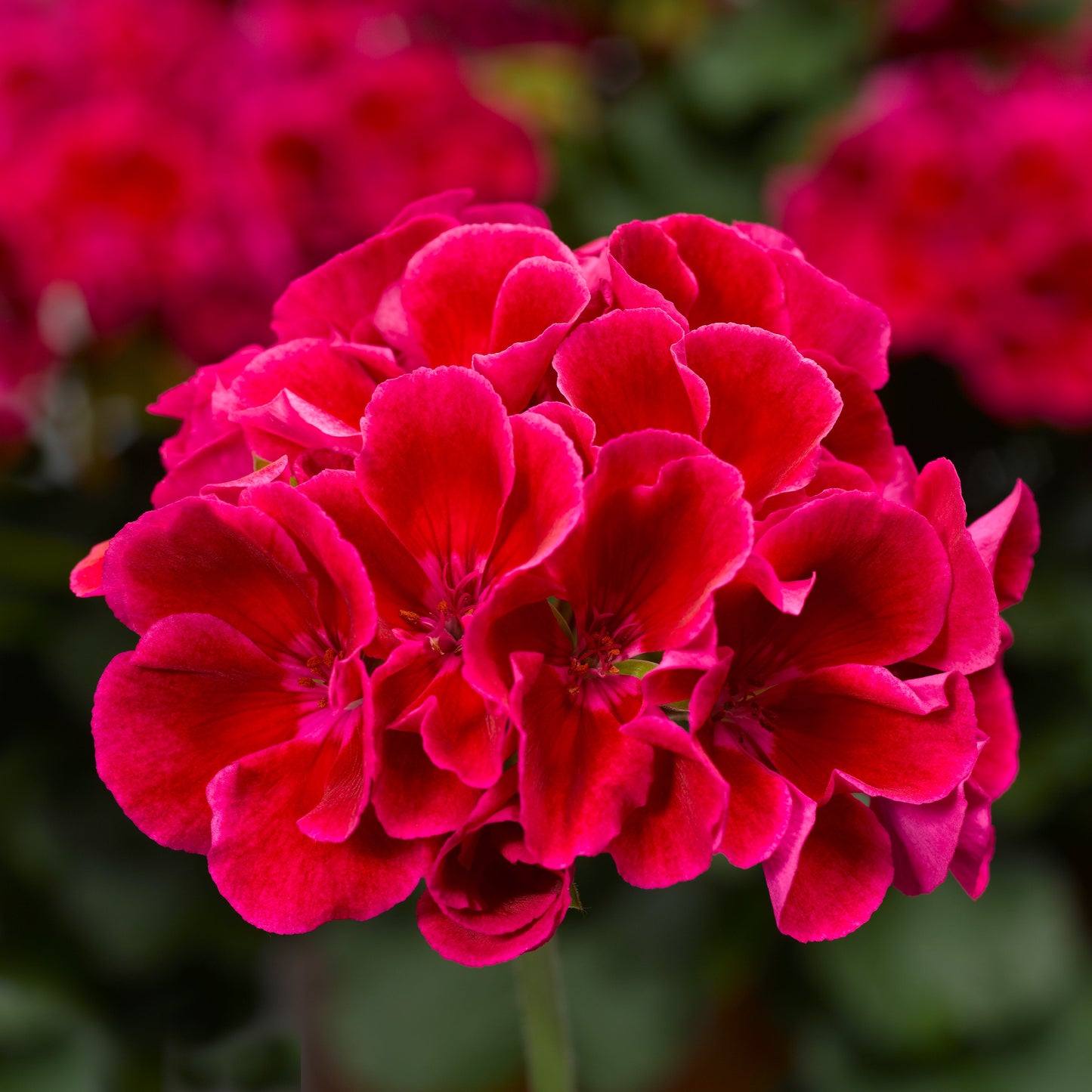 GERANIUM CALLIOPE CRIMSON FLAME
