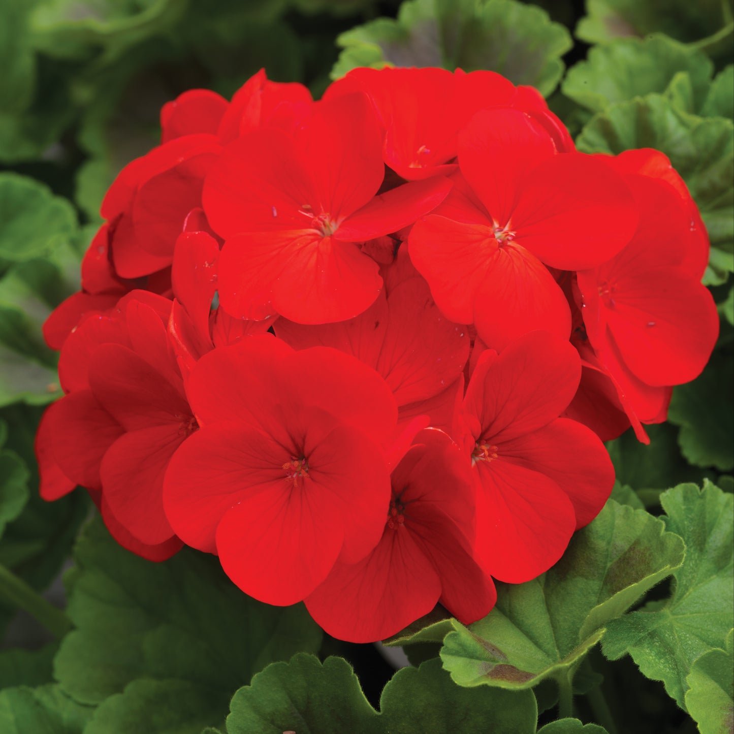 GERANIUM PINTO DEEP RED