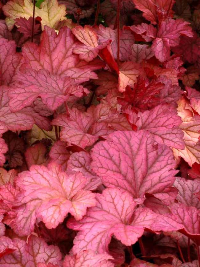 Heuchera 'Berry Smoothie'