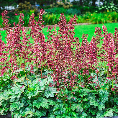Heuchera 'Berry Timeless'