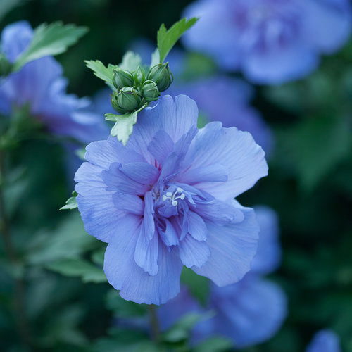 Hibiscus s. 'Blue Chiffon'®