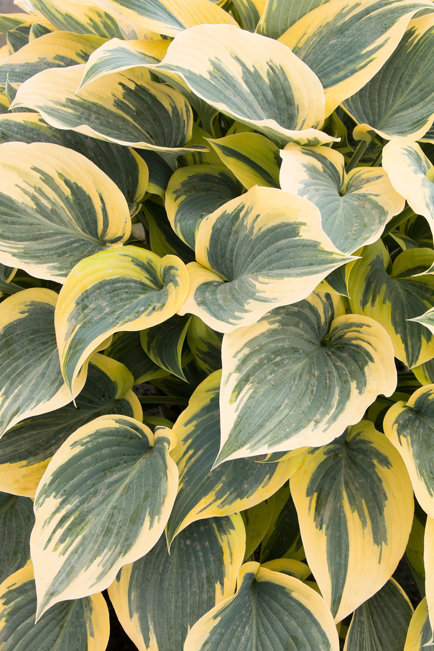 Hosta 'First Frost'