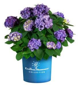 Hydrangea m. 'Bloomstruck'