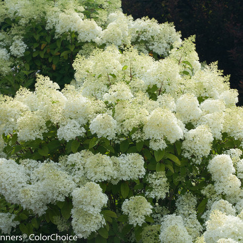 Hydrangea p. 'Bobo®'