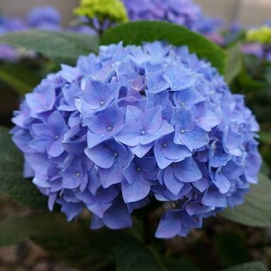HYDRANGEA LET'S DANCE® RHYTHMIC BLUE®PW