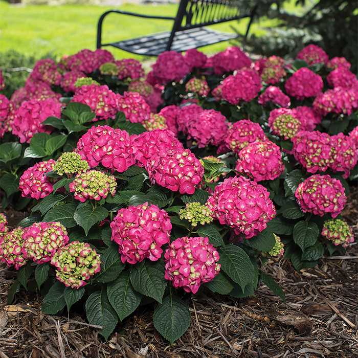 HYDRANGEA 'SUMMER CRUSH'®