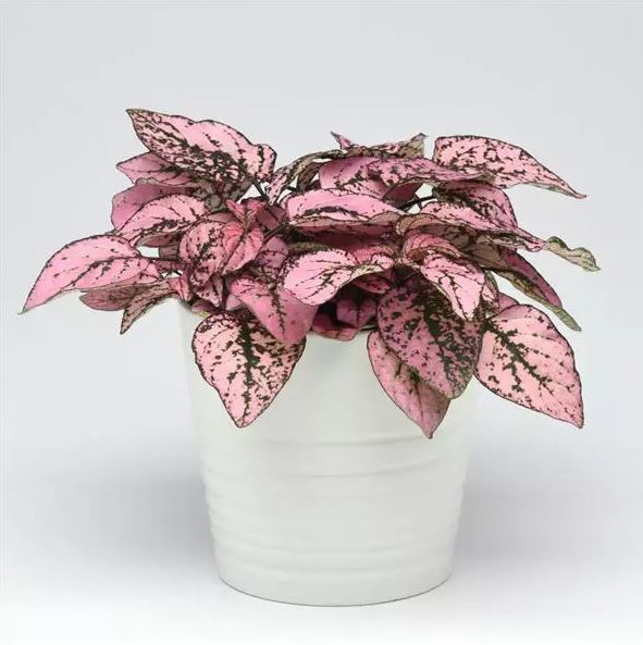 HYPOESTES SPLASH SELECT PINK