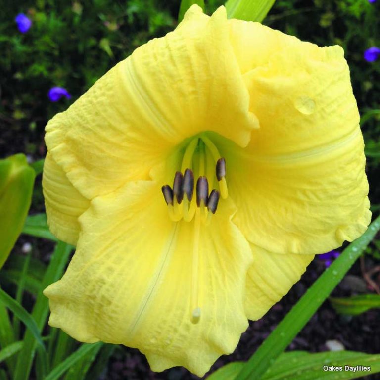 HEMEROCALLIS 'GOING BANANAS' PW