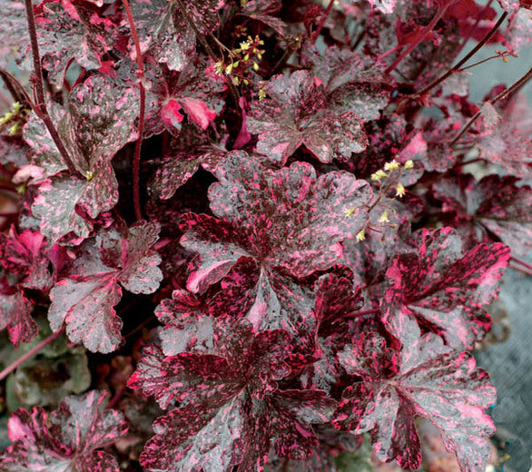 Heuchera 'Midnight Rose'