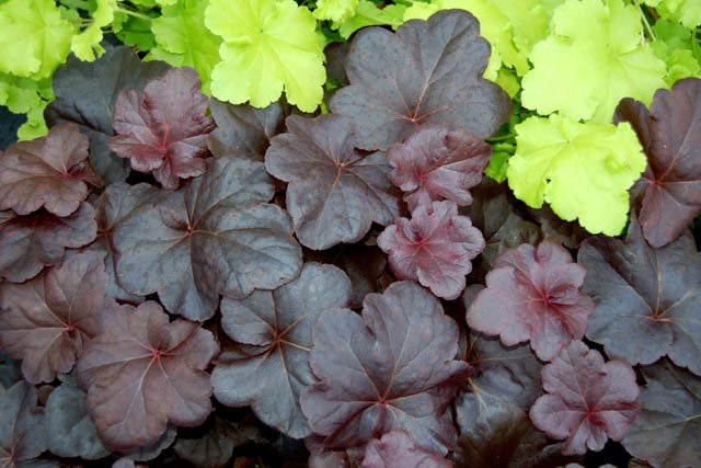 HEUCHERA OBSIDIAN