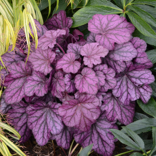 HEUCHERA WILD ROSE 19CM PW