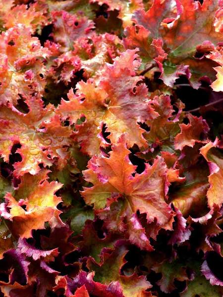 Heuchera 'Zipper'