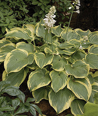 HOSTA EARTH ANGEL 19CM PTW