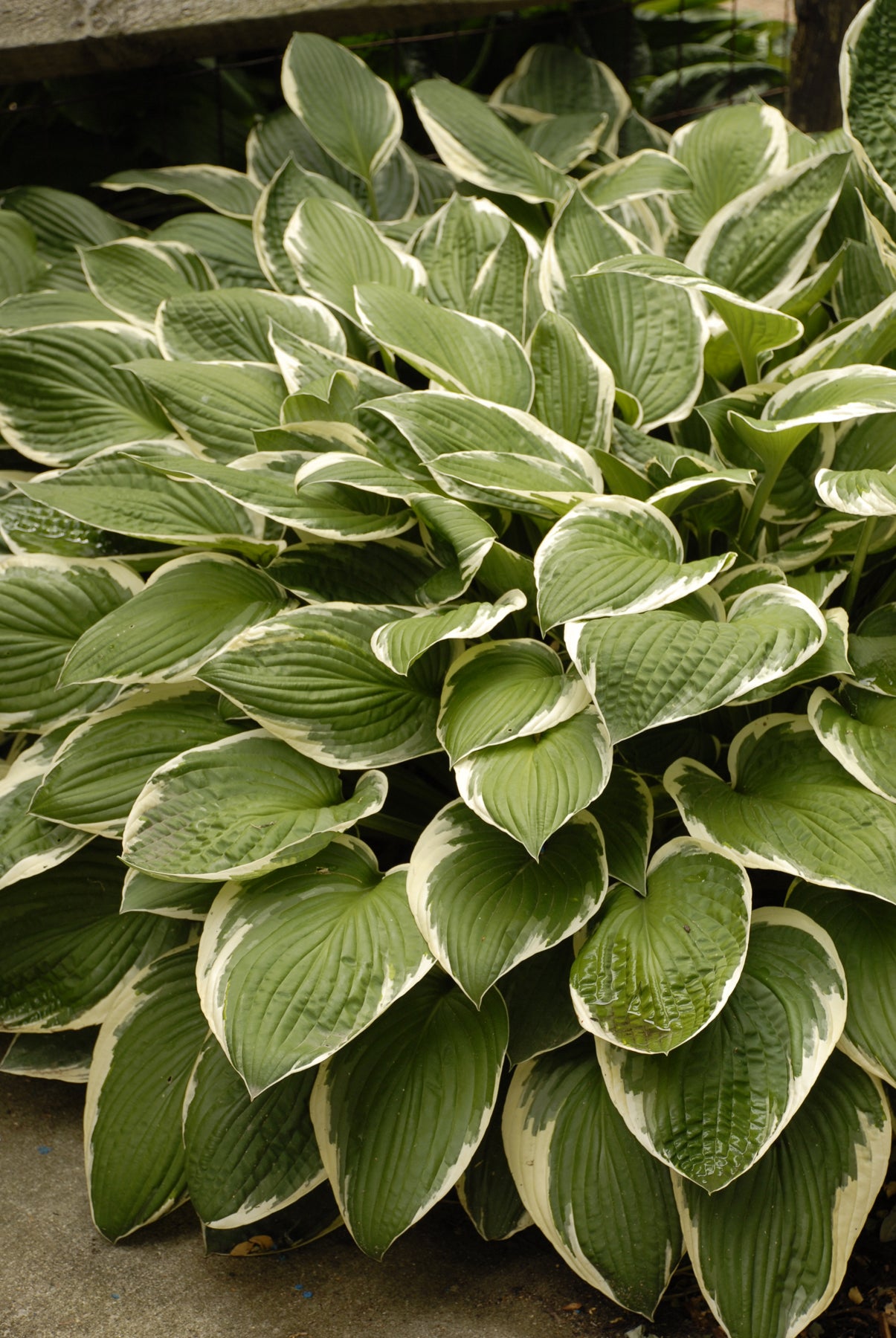 Hosta 'Francee'