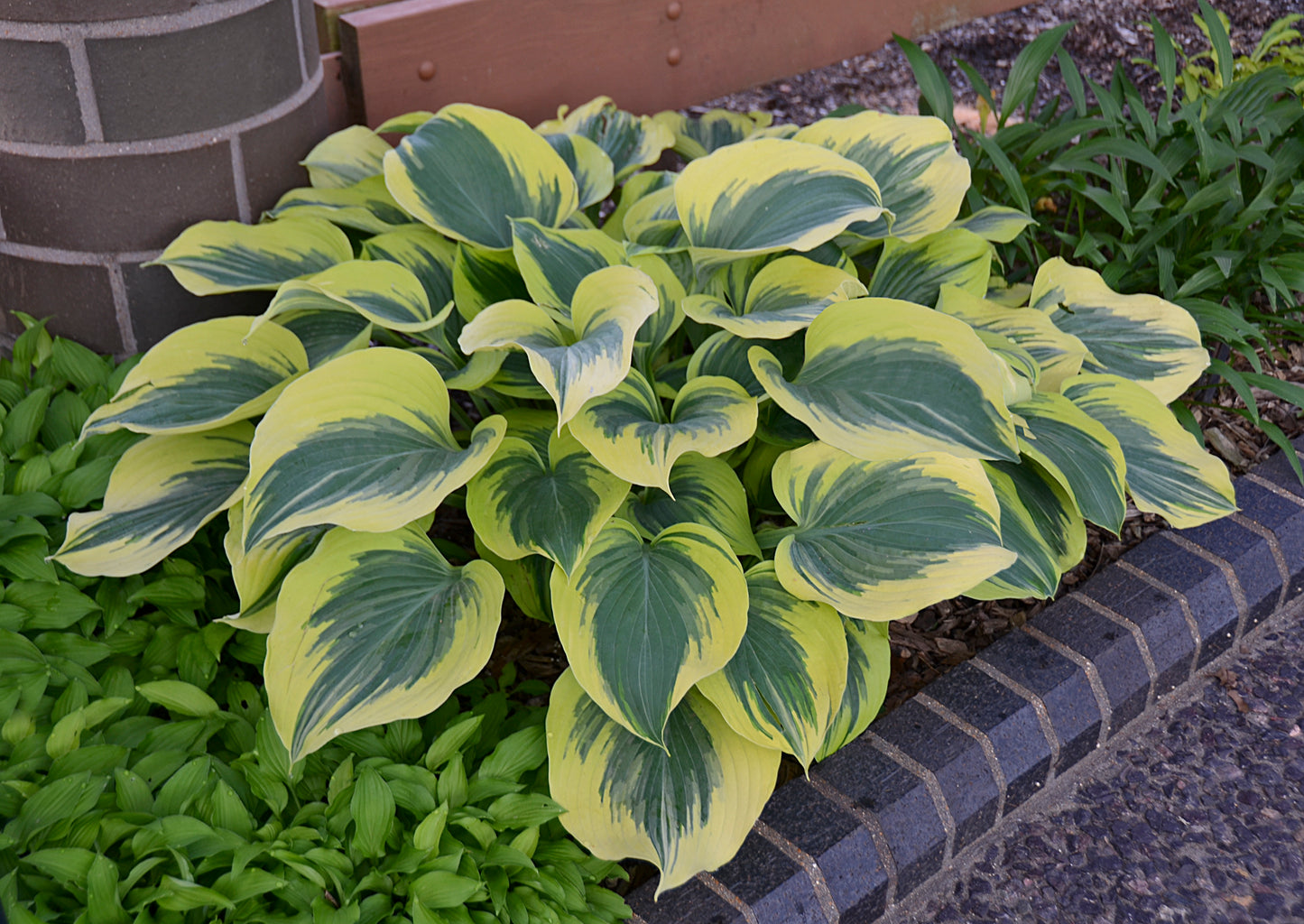 Hosta 'Liberty'