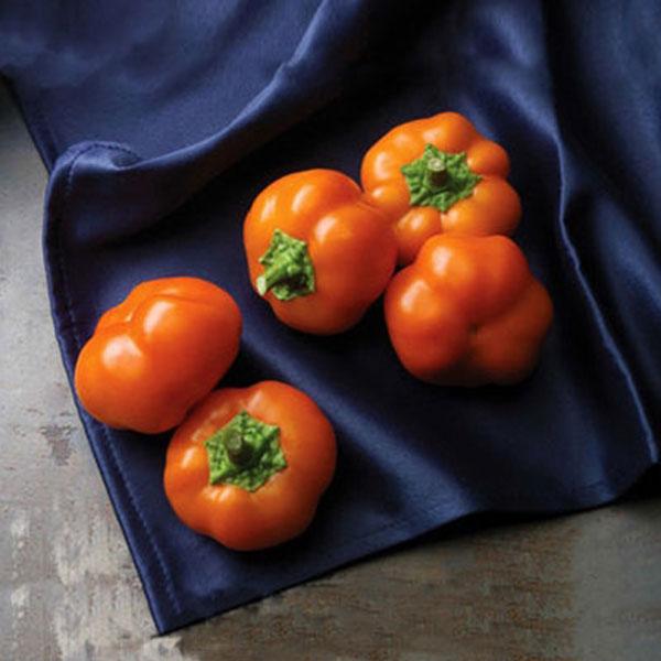 PEPPER ORANGE YOU SWEET - 4" POT