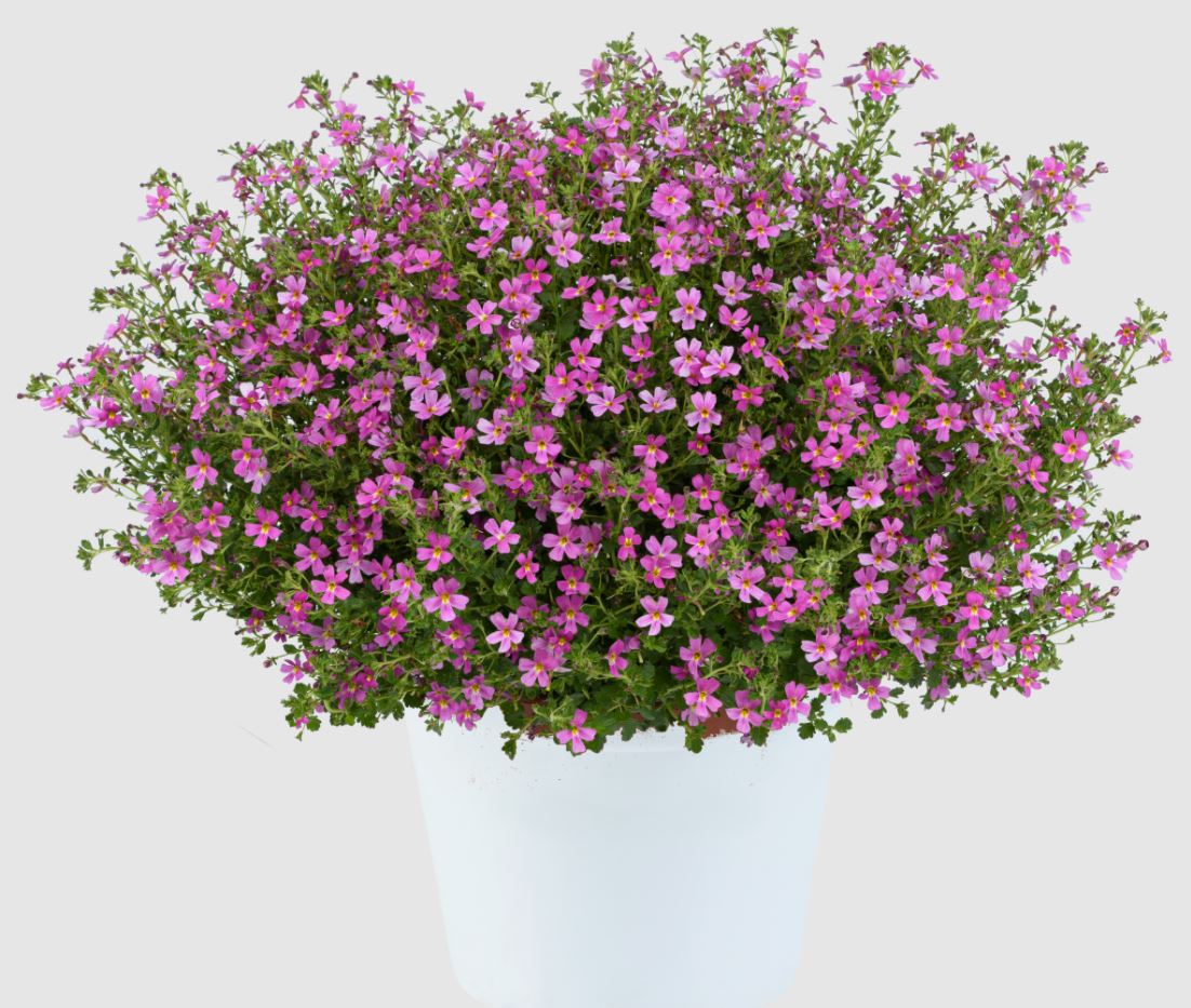 JAMESBRITTENIA STARDOM PINK