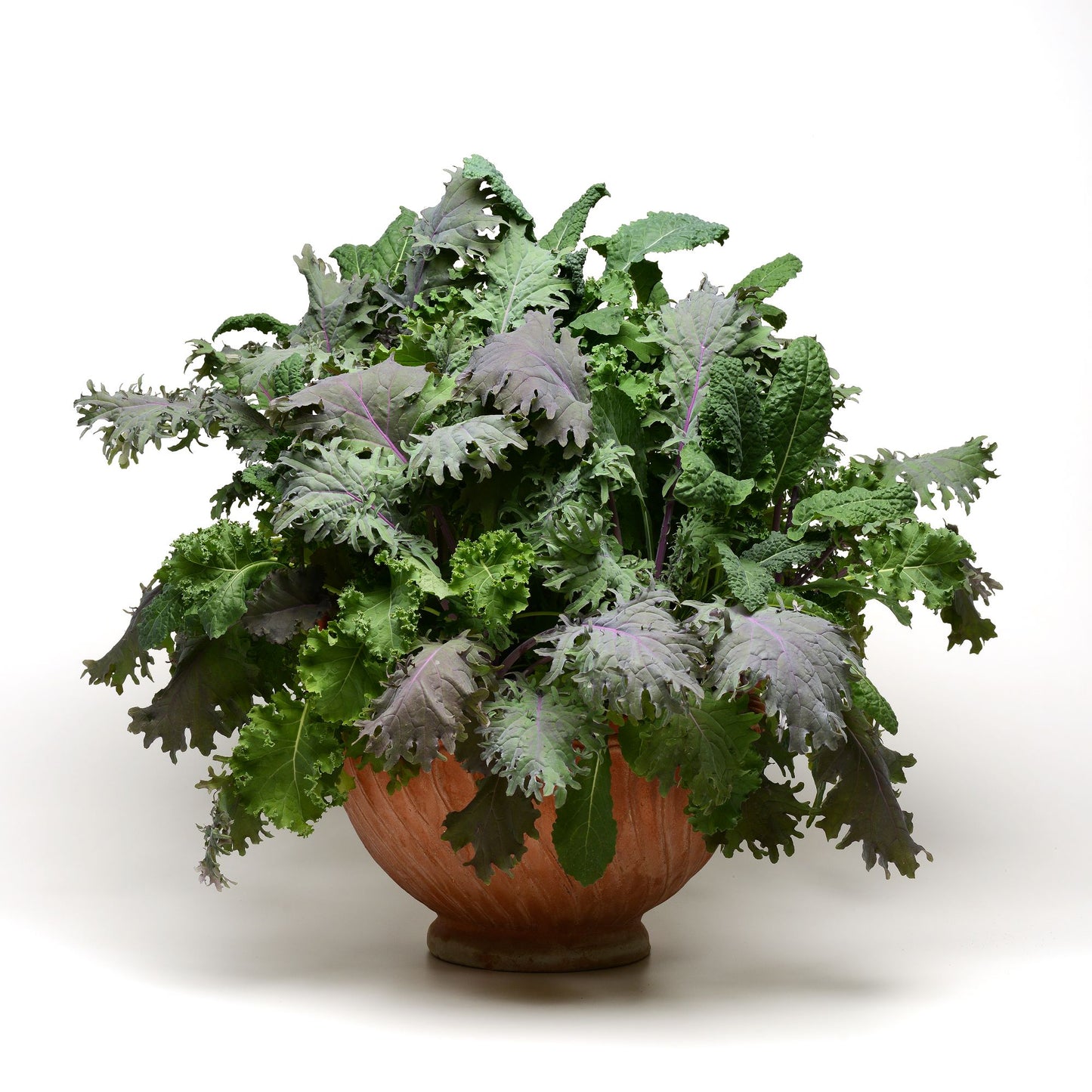 KALE STORM - JUMBO 6 PACK