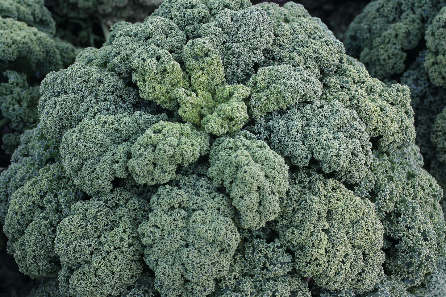 KALE WINTERBOR - FLAT OF 32 PLANTS