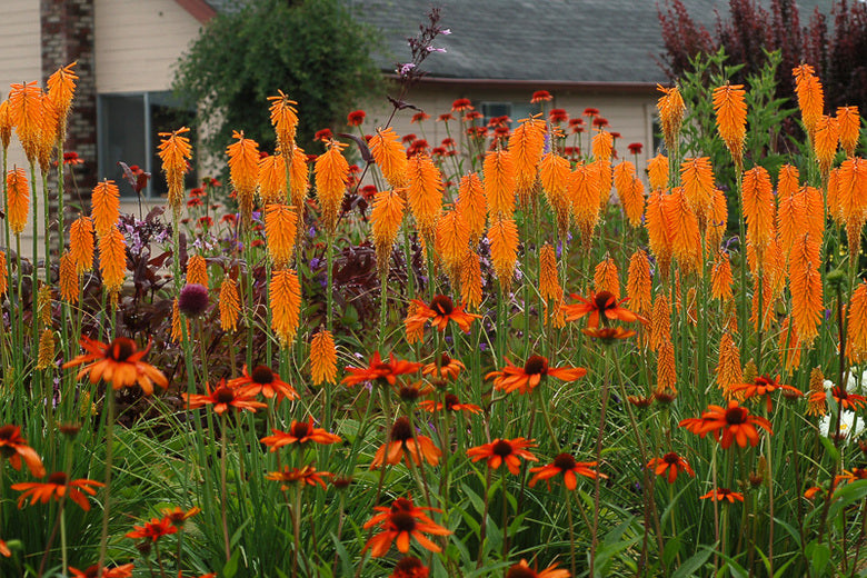 Kniphofia Popsicle™ 'Mango Popsicle'