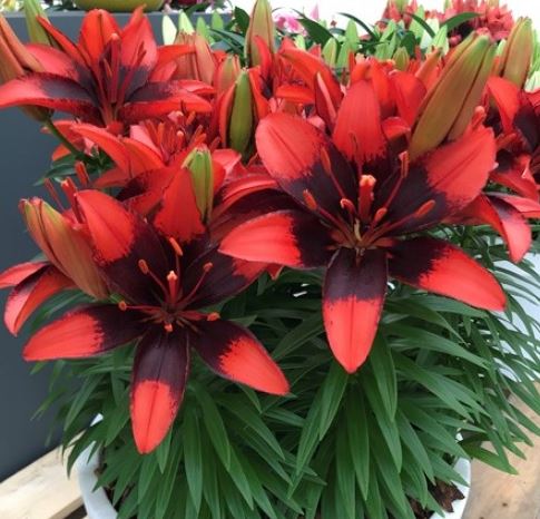 Lilium asiatic 'Tiny Ink'