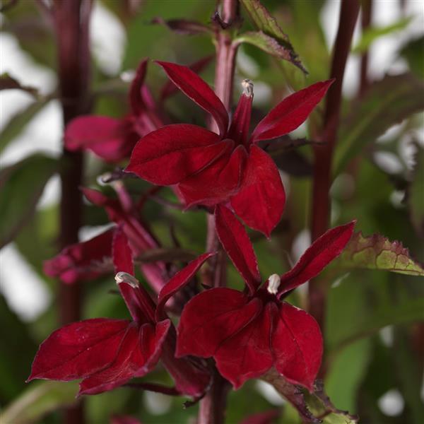 Lobelia 'Starship Burgundy'