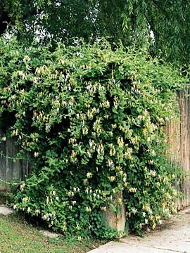 Lonicera japonica 'Halliana'