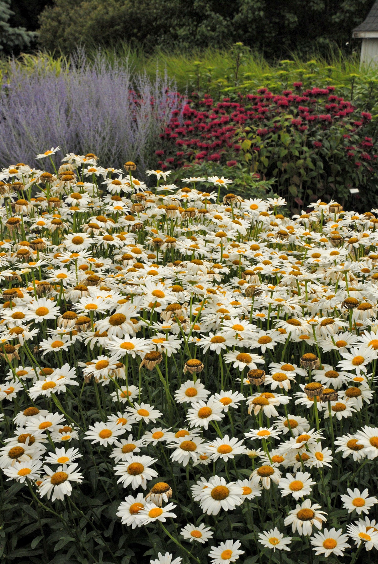 Leucanthemum 'Becky's'
