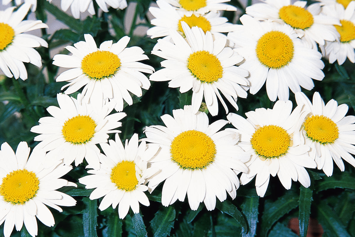 Leucanthemum superbum 'Snowcap'
