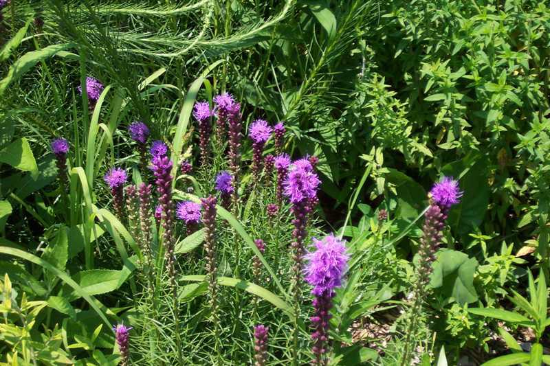 Liatris microcephala