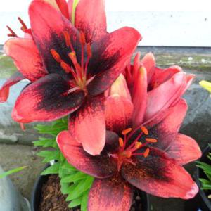 Lilium asiatic 'Tiny Shadow'