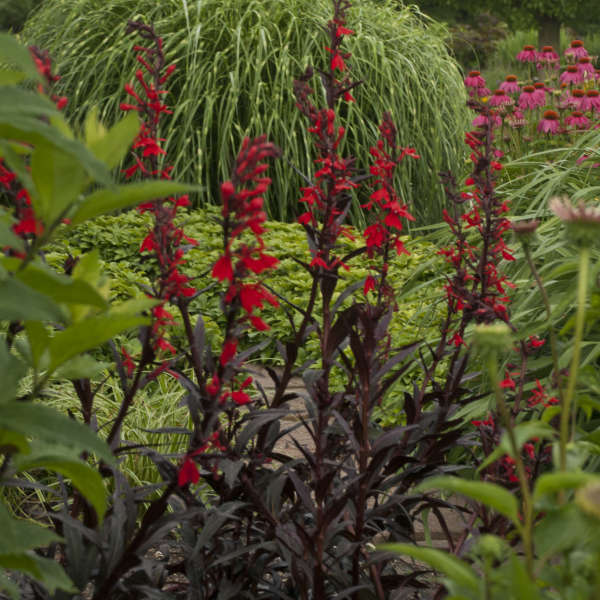 Lobelia c. 'Queen Victoria'