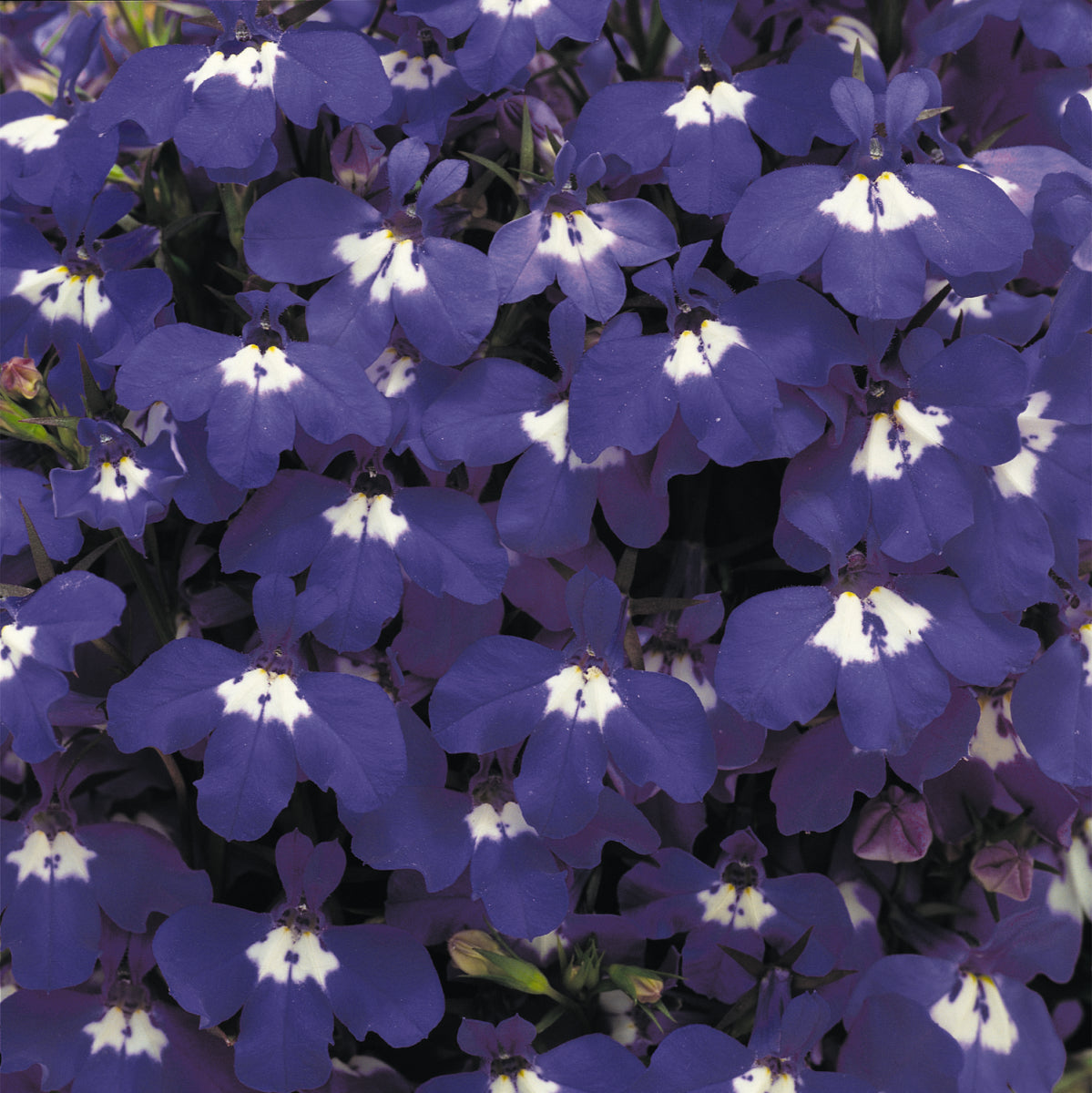 LOBELIA RIVIERA BLUE EYES