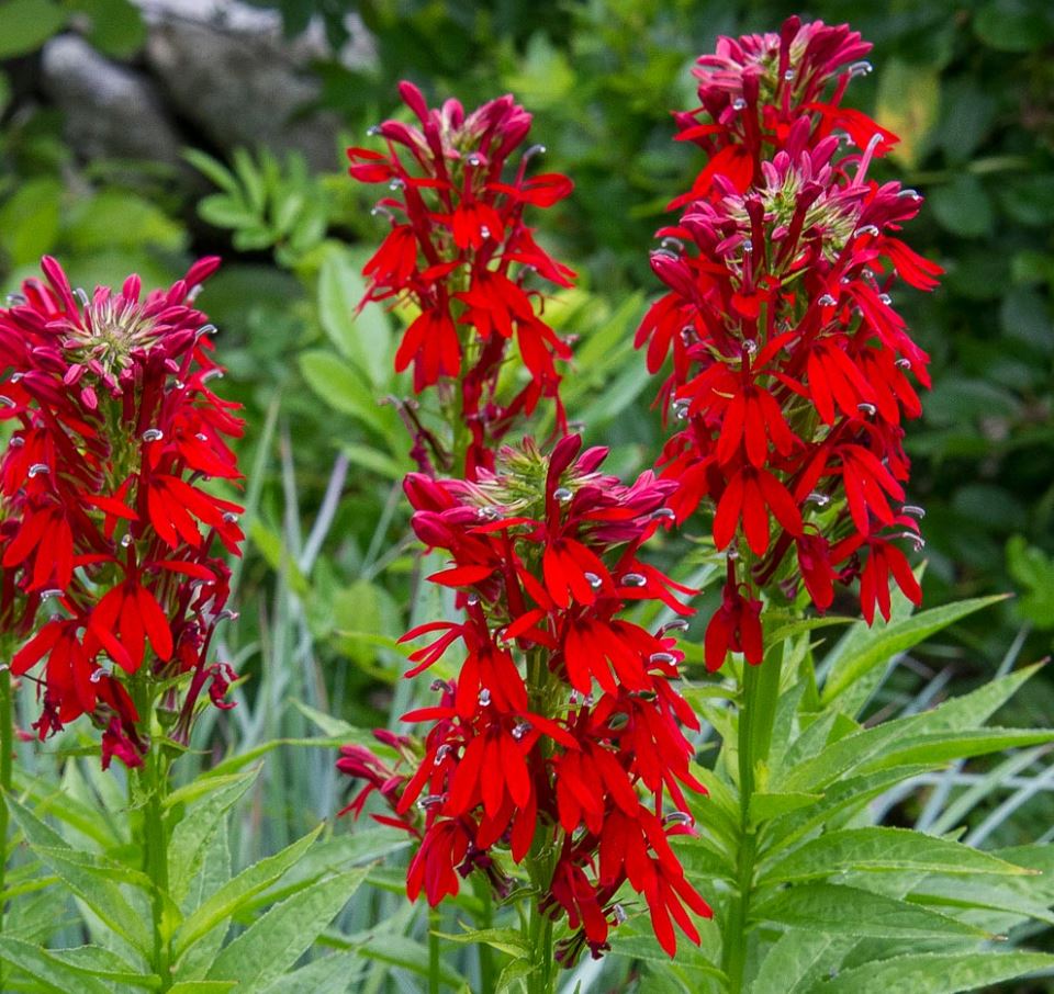 Lobelia Cardinalis (Cardinal Flower)