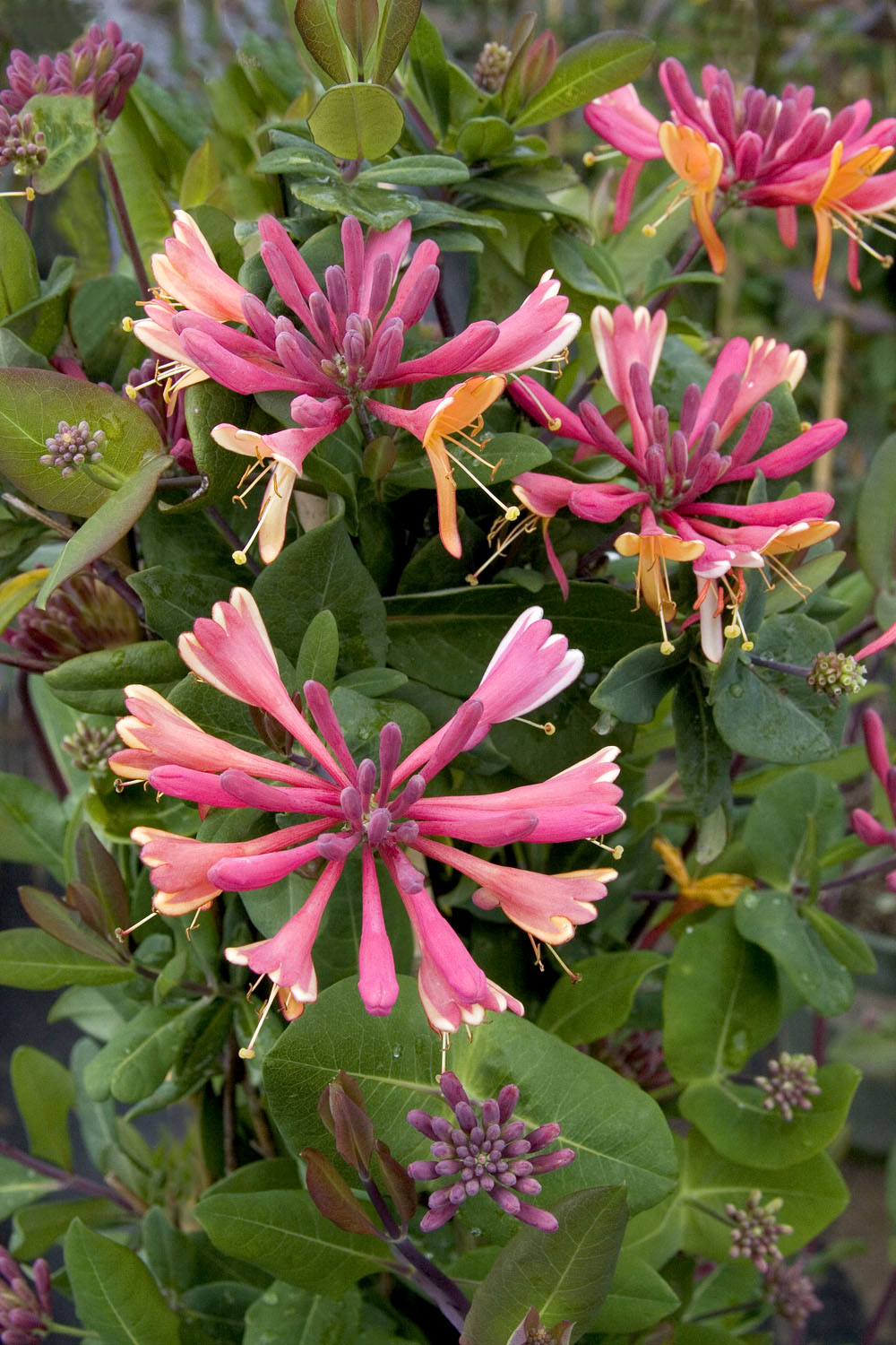 Lonicera x heckrotti 'Goldflame'