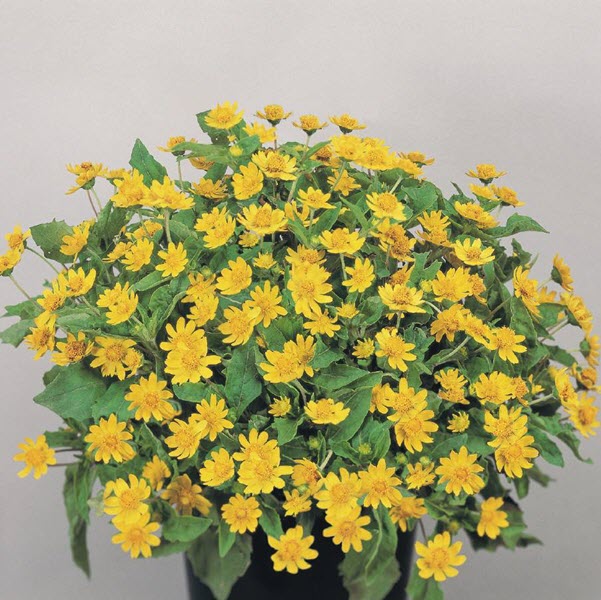 MELAMPODIUM JACKPOT GOLD