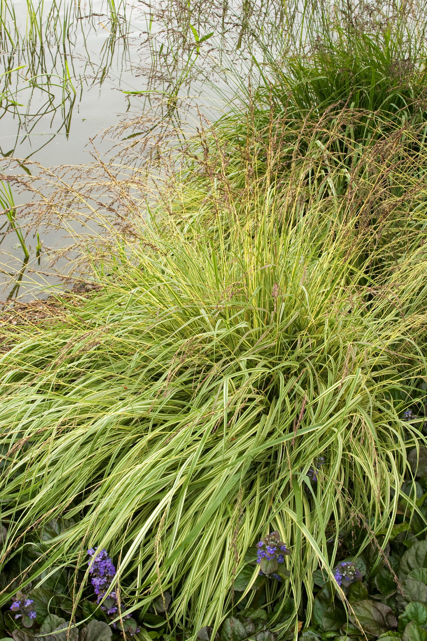 Molinia caerulea 'Variegata'