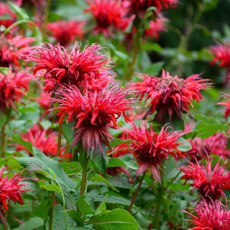 Monarda didyma 'Fireball'