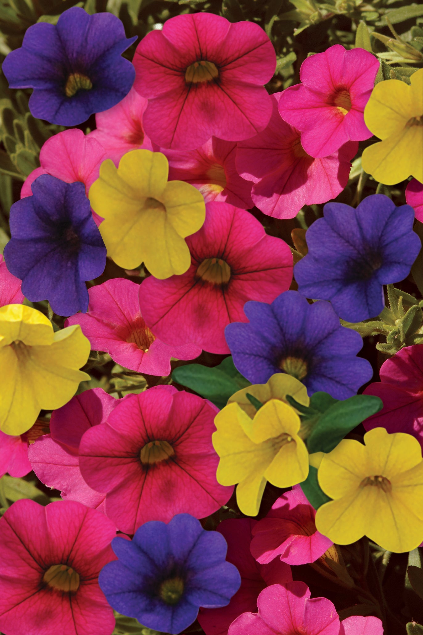 COMBO SUNDANCE - 10" HANGING BASKET